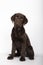 Puppy of 3 months of breed chocolate colored labrador sitting looking towards camera on white background