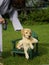 Puppy in an adirondack chair
