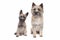 Puppy and adult cairn Terrier