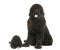 Puppy and adult newfoundland dog