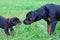 Puppy and adult rottweiler sniffing at each other