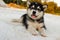 Puppy Alaskan Malamute