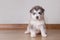 Puppy Alaskan Malamute sitting on the floor