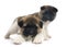 Puppy american akita