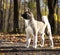 Puppy American akita portrait