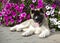 Puppy American akita portrait