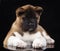 Puppy American akita portrait