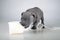 Puppy of the American Bully breed , plays nibbles toilet paper, does not panic for the epidemic , the virus