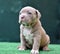 A puppy american bully dog