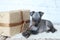 The puppy of American hairless Terrier with gift