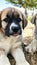 Puppy, Anatolian Shepherd Dog. Close-up portraitâ€¦