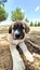 Puppy, Anatolian Shepherd Dog. Close-up portraitâ€¦