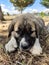 Puppy, Anatolian Shepherd Dog. Close-up portraitâ€¦
