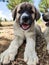 Puppy, Anatolian Shepherd Dog. Close-up portraitâ€¦