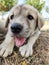 Puppy, Anatolian Shepherd Dog. Close-up portraitâ€¦