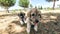 Puppy, Anatolian Shepherd Dog. Playing with his brother in the garden...