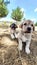 Puppy, Anatolian Shepherd Dog. Playing with his brother in the garden...