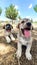 Puppy, Anatolian Shepherd Dog. Playing with his brother in the garden...