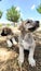 Puppy, Anatolian Shepherd Dog. Playing with his brother in the garden...