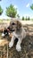 Puppy, Anatolian Shepherd Dog. Playing with his brother in the garden...