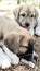 Puppy, Anatolian Shepherd Dog. Playing with his brother in the garden...