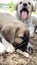 Puppy, Anatolian Shepherd Dog. Playing with his brother in the garden...