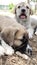 Puppy, Anatolian Shepherd Dog. Playing with his brother in the garden...