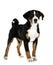 puppy Appenzeller Sennenhund