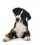 puppy Appenzeller Sennenhund