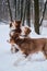 Puppy aussie red Merle and his mother dog tricolor sit side by side in snow in winter park. Second brown puppy passes by in front