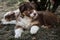 Puppy aussie red tricolor with smart brown eyes and thin white stripe on head lies in dry grass and looks carefully. Another puppy