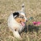 Puppy of Australian Shepherd Dog moving outside