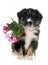 Puppy australian shepherd and flowers