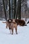 Puppy of Australian Shepherd red tricolor with cropped tail stands with back turned and looks attentively forward at his brother