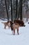 Puppy of Australian Shepherd red tricolor with cropped tail stands with back turned and looks carefully. Aussie puppies and adult