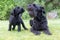 Puppy and barking adult dog of Giant Black Schnauzer Dog