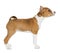 Puppy Basenji