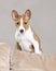 Puppy Basenji in Studio