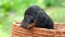 Puppy in a basket. Dachshund puppy. Close-up cute little dog. Selective focus