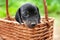 Puppy in a basket. Dachshund puppy. Close-up portrait of a cute little dog. Selective focus