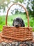 Puppy in a basket. Dachshund puppy. Close-up portrait of a small dog. Selective focus