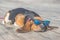 Puppy of Basset hound with sunglasses lying on a wooden floor