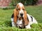 puppy Basset Hounds dog in garden , generated by AI