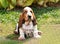 puppy Basset Hounds dog in garden , generated by AI