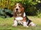 puppy Basset Hounds dog in garden , generated by AI