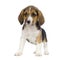Puppy Beagle