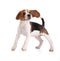 Puppy beagle jumps