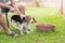 Puppy beagle taking shower with his owner