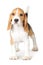 Puppy Beagle on White Background