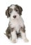 Puppy bearded collie